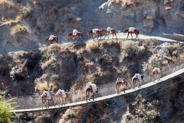 A Mule Caravan on Bridge
