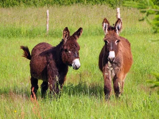 Papier Peint photo autocollant Âne Deux ânes dans un champ d& 39 herbe