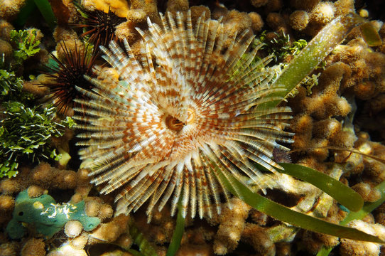 Magnificent feather duster worm sea life