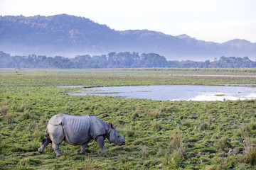 One horned rhinoceros in Kaziranga National Park
