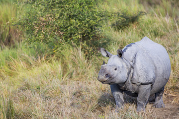 One horned rhinoceros in Kaziranga National Park