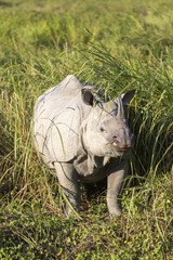 One horned rhinoceros in Kaziranga National Park