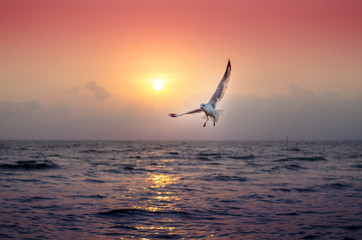 Seagull with beautiful sunset in the background © siraanamwong