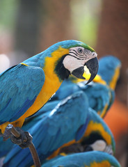 parrots