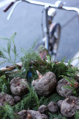 こんにゃくいも