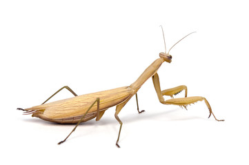 Praying mantis on white background with a little shadow