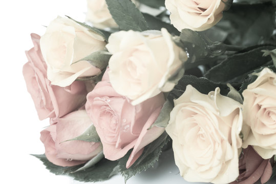 Pastel bouquet of gentle toned roses with drop, isolated on whit
