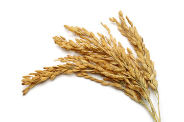 Rice stalks © mates