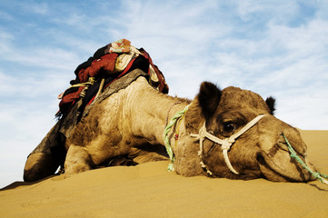 Cutest Camel Resting in the Desert