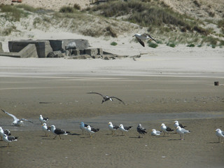 mouette