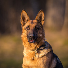 German Shepherd Dog