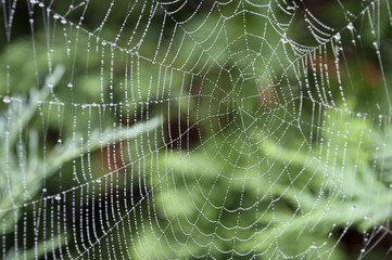 Wet spider web with green background