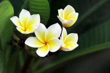 Fototapeta na wymiar frangipane flower
