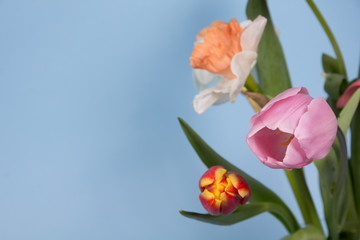 Beautiful spring flowers