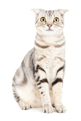 Obraz premium Cat isolated over white background