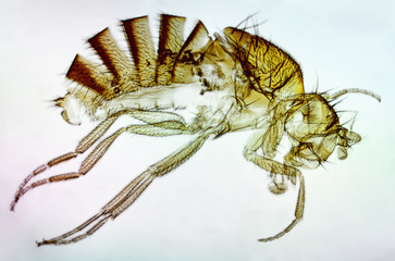Drosophile