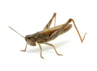 grasshopper