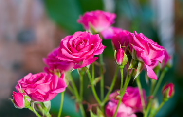 Fototapeta na wymiar Różowe róże w ogrodzie