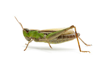 grasshopper