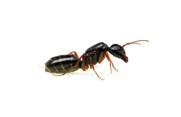 Ant