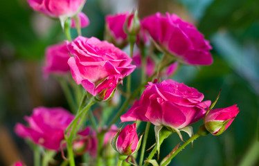 Obraz premium Pink roses in the garden