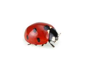 Ladybugs