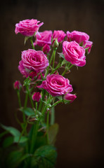 Pink roses on a dark background