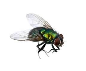 green fly