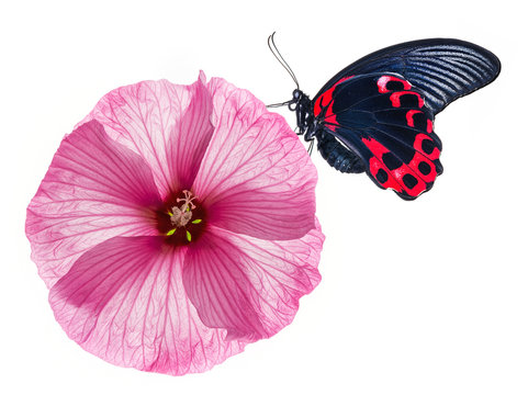 hibiscus flower and butterfly