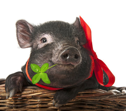 a cute little black pig sitting in a basket - white background
