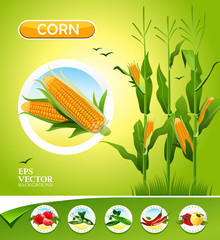 Vector vegetables. Corn