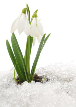 Snowdrop and Snow