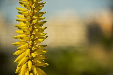 Aloe Vera flower