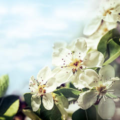 Apple blossoms against blue sky background