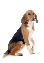 Beagle Harrier