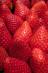 Fraises