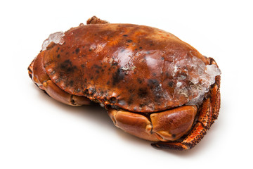 Cooked brown crab isolated on a white studio background.