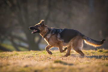 German Shepherd Dog