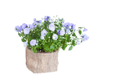 Campanula terry in a flowerpot on a white background