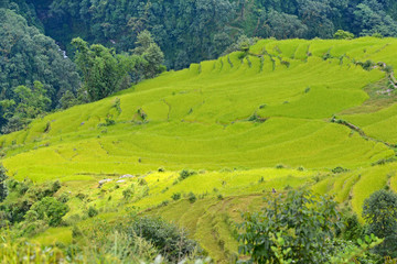 Rice field ready for harvesting in Nepal