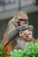Monkey delousing his baby