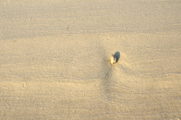 Fototapeta na wymiar Seashell on white beach sand textured useful for background