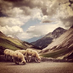 Foto op Canvas pecore in montagna © Luigi Donadio