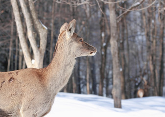 Fototapeta premium wapiti