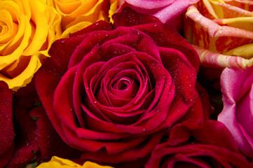 Red rose closeup