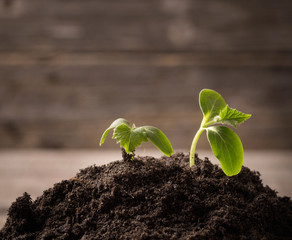 Young seedling growing in a soil on wooden background