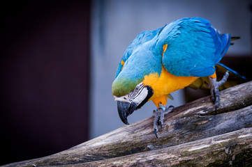 Perroquet ara bleu © PicsArt