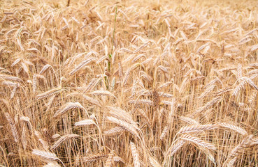 Wheat field