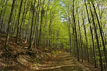 Green forest