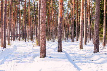 landscape of the winter pine forest